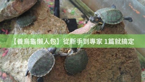 長尾龜跟魚一起養|【養烏龜懶人包】：從新手到專家，1篇就搞定